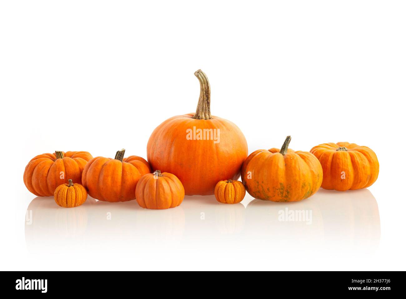 Orange pumpkins standing in line on white background. Front view Stock Photo