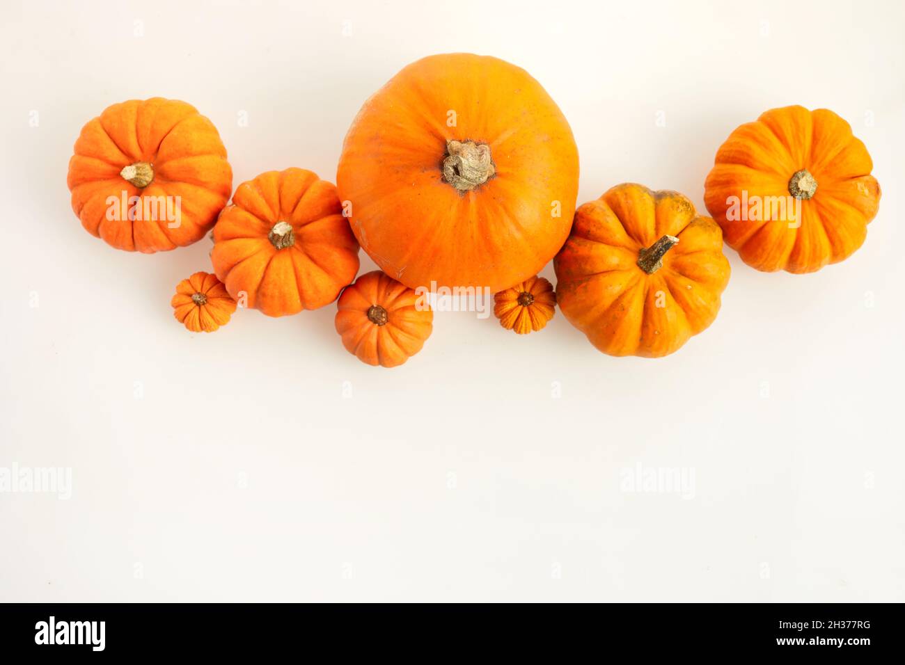 Orange pumpkins standing in line on white background. Top view Stock ...