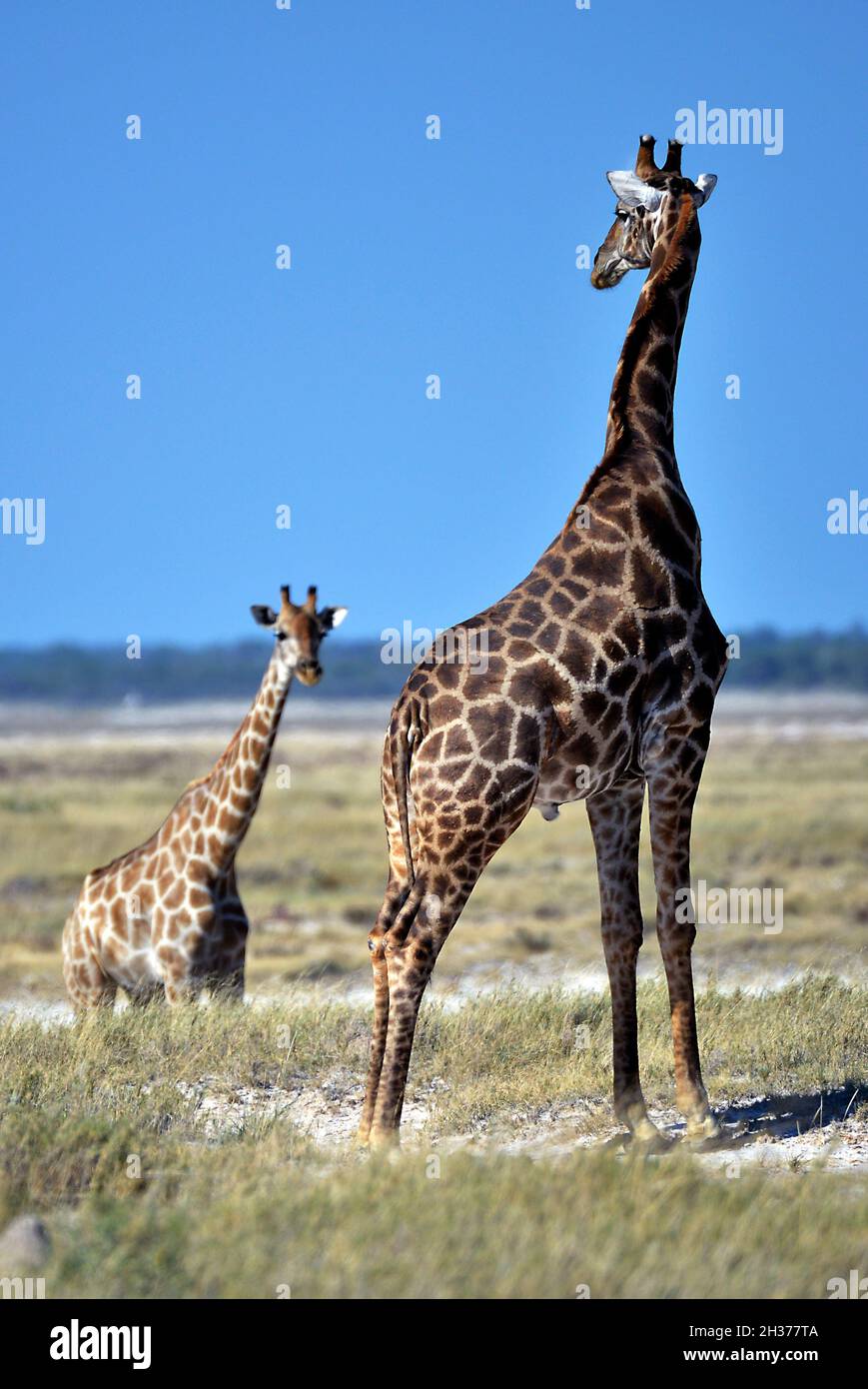 Girafes High Resolution Stock Photography and Images - Alamy
