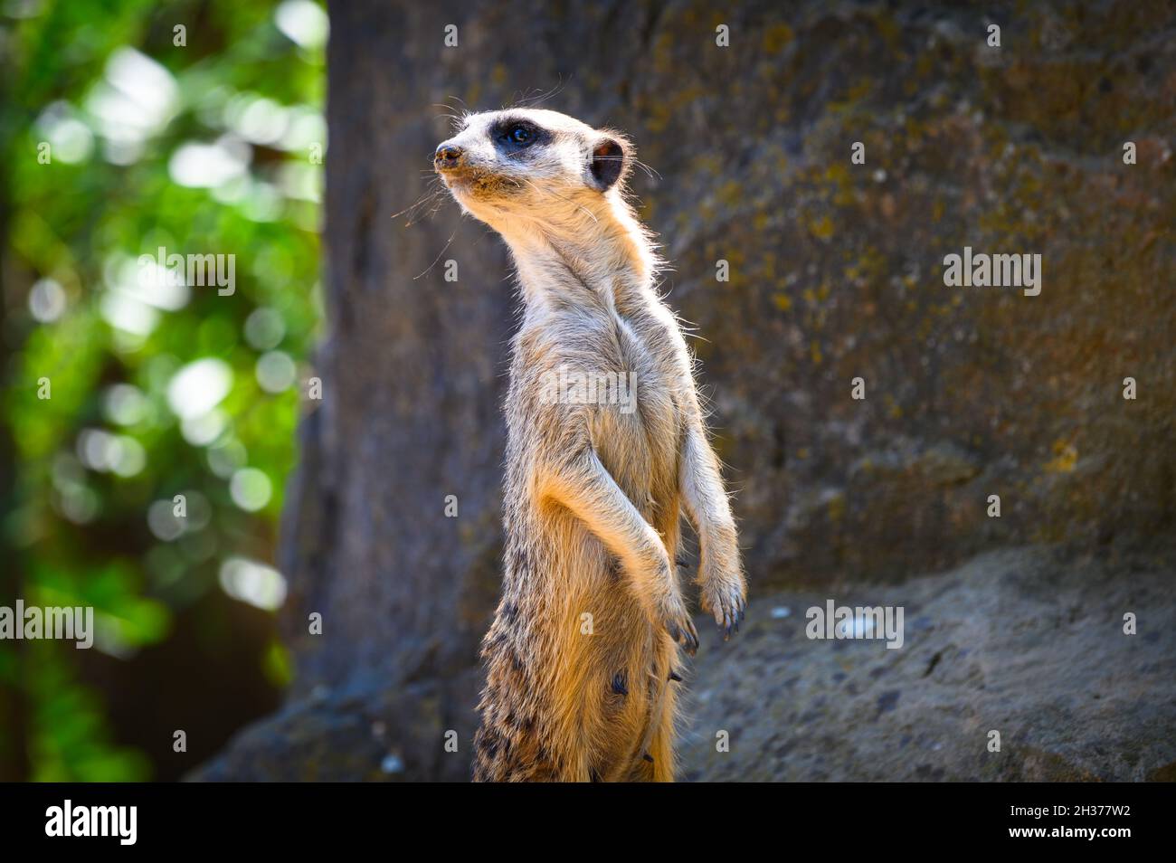 Alert meerkat also known as Suricata suricatta standing on guard Stock Photo
