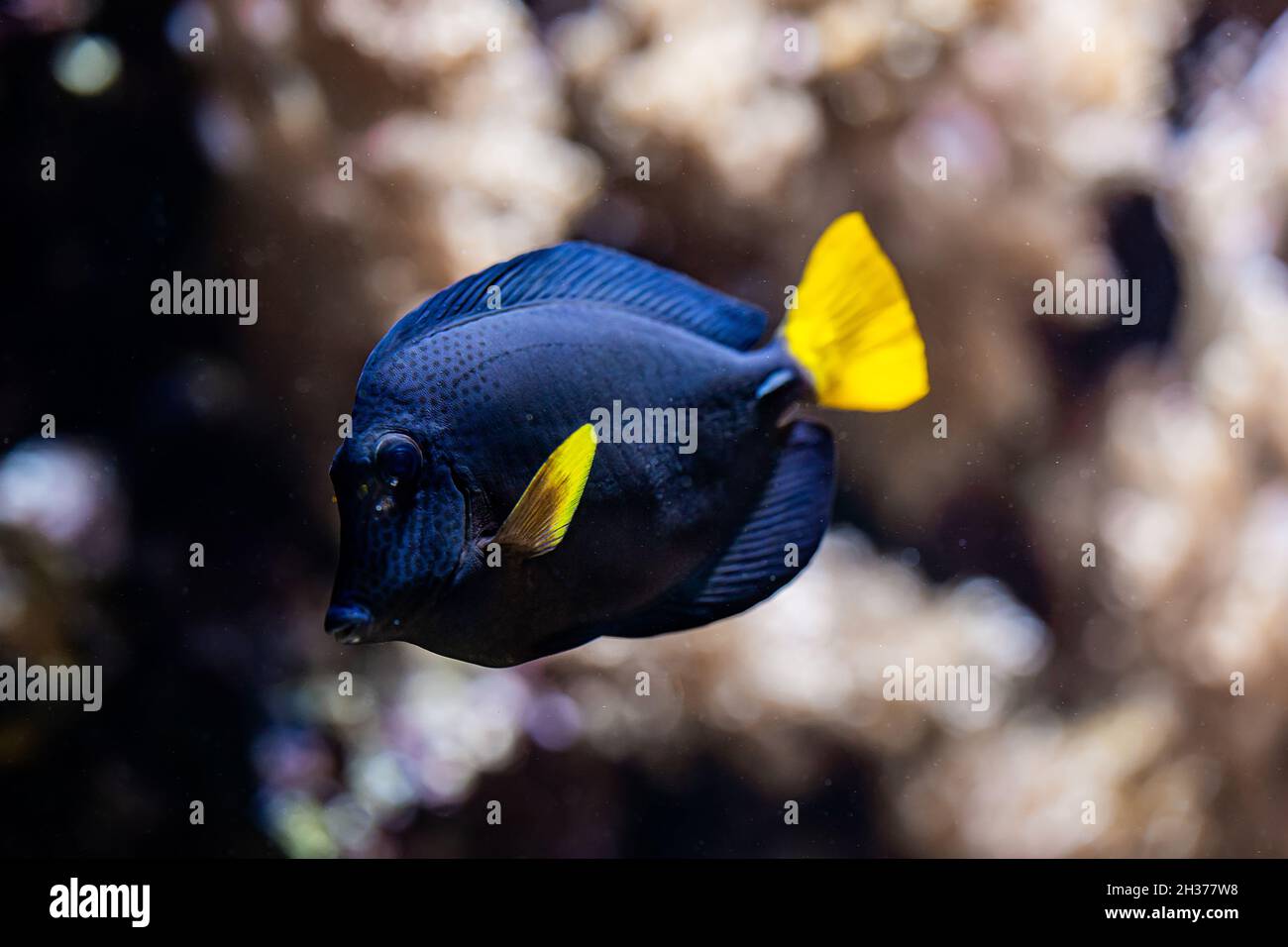 Amazing blue yellowtail tang or zebrasoma xanthurum swimming underwater on coral reefs background. Tropical sea bottom. Colorful nature calming Stock Photo