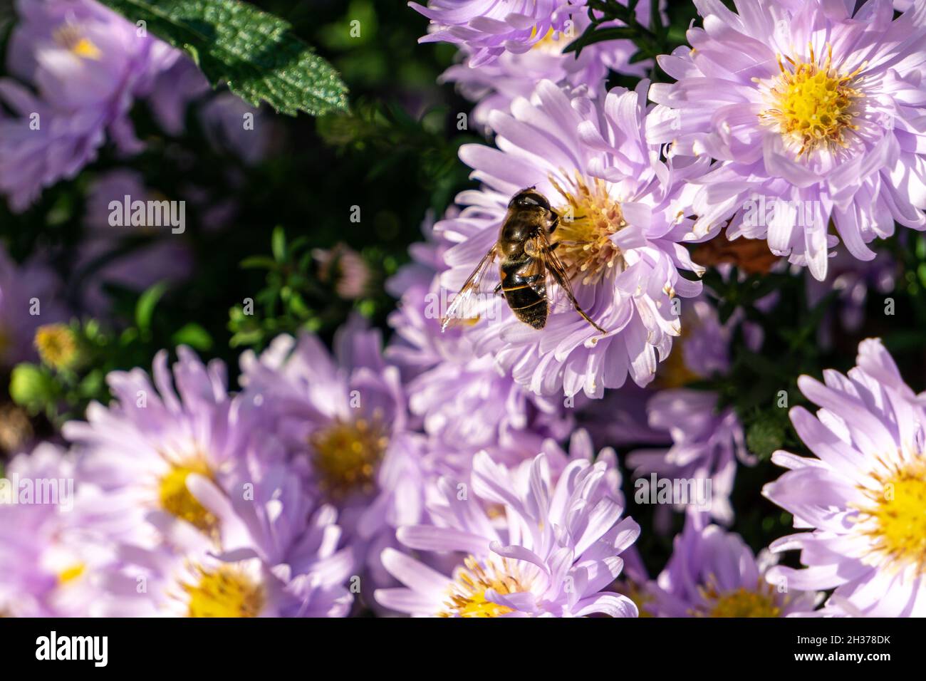 Bee on flower (Biene auf Sommeraster) Stock Photo