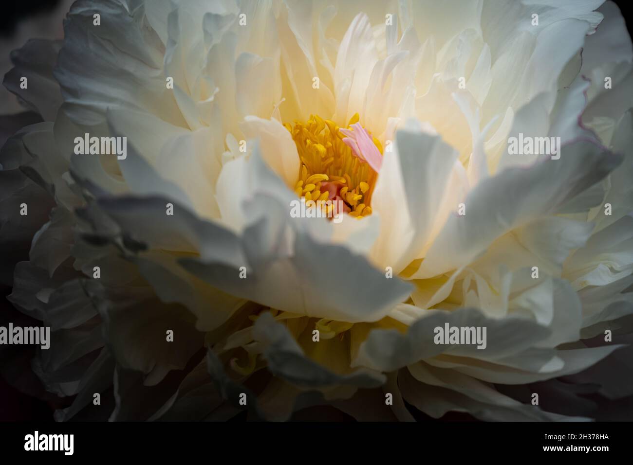 A white Camellia in bloom, Camellia japonica, spring flower, with a yellow stamen. Stock Photo