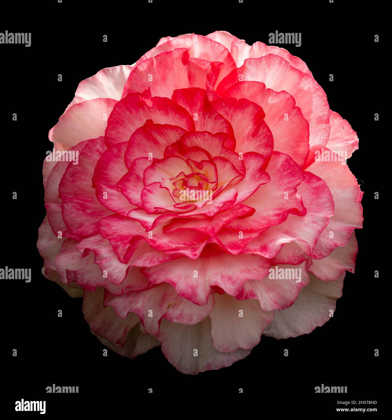 Bright pink Begonia, Begoniaceae petals and flowers in bloom isolated against a black background with shallow depth of field. Stock Photo