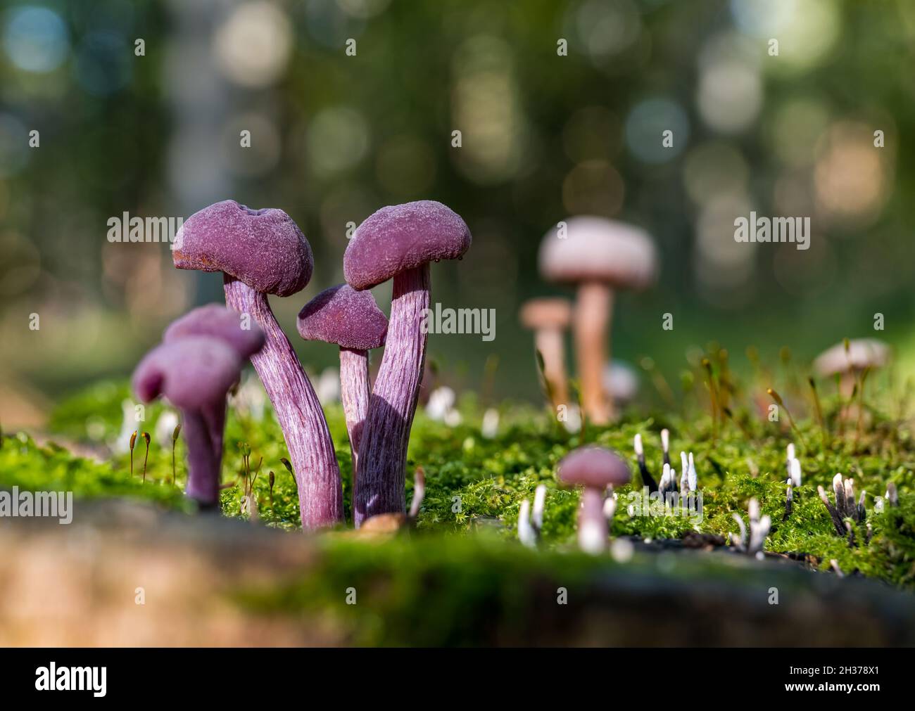 Fungus mushroom tree stump hires stock photography and images Alamy