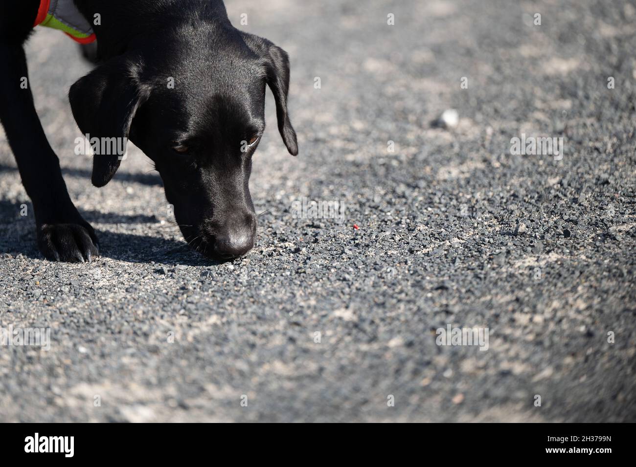 26 October 2021, Hessen, Frankfurt/Main The species protection sniffer