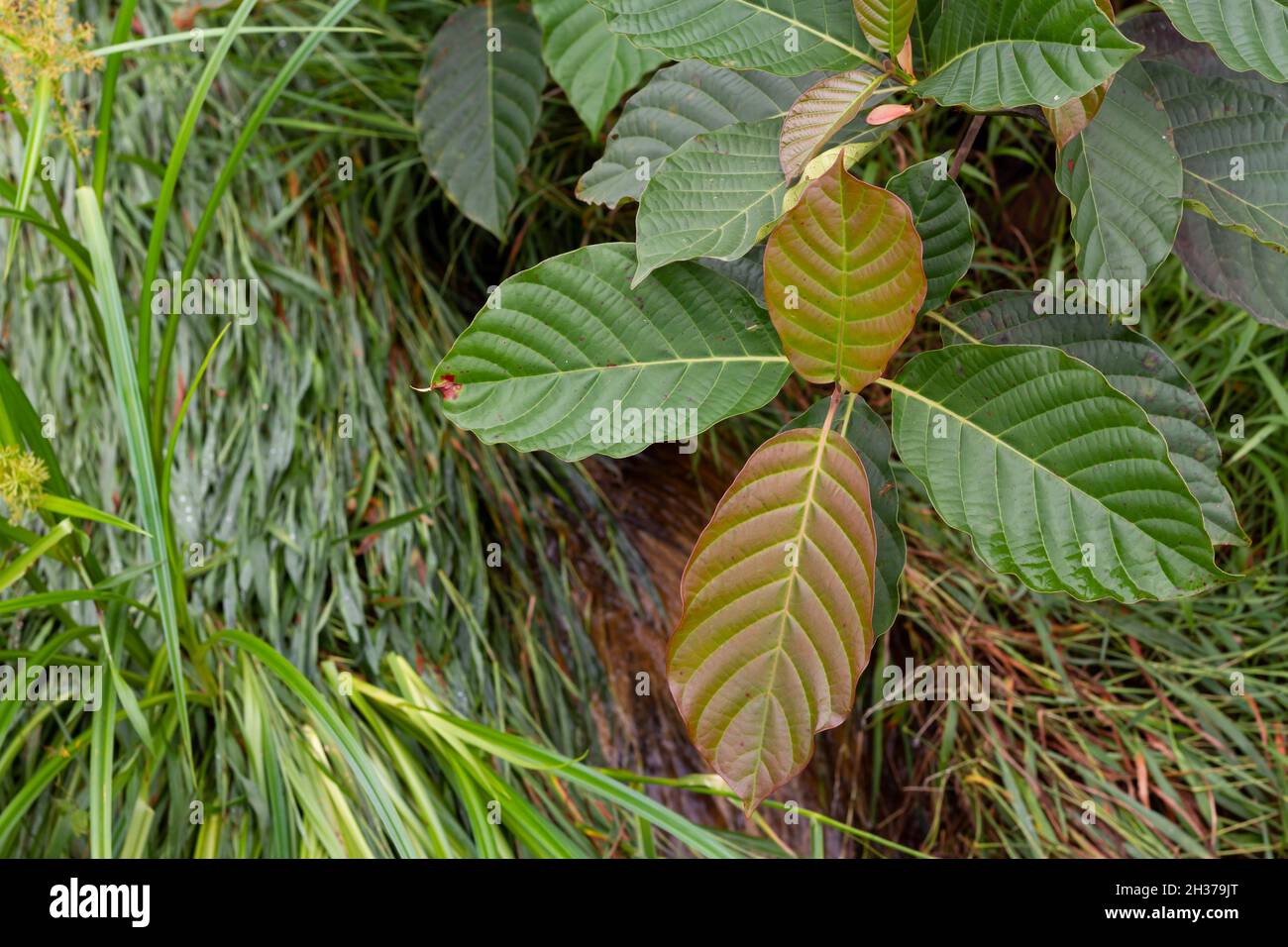 Wild Kratom (Mitragyna speciosa) Mitragynine. Drugs and Narcotics.Kratom is Indonesian herbal which encourage health Stock Photo