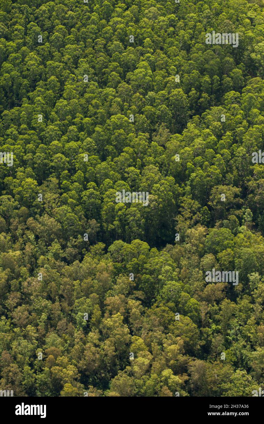 Aerial view of green forest. High quality photo Stock Photo - Alamy