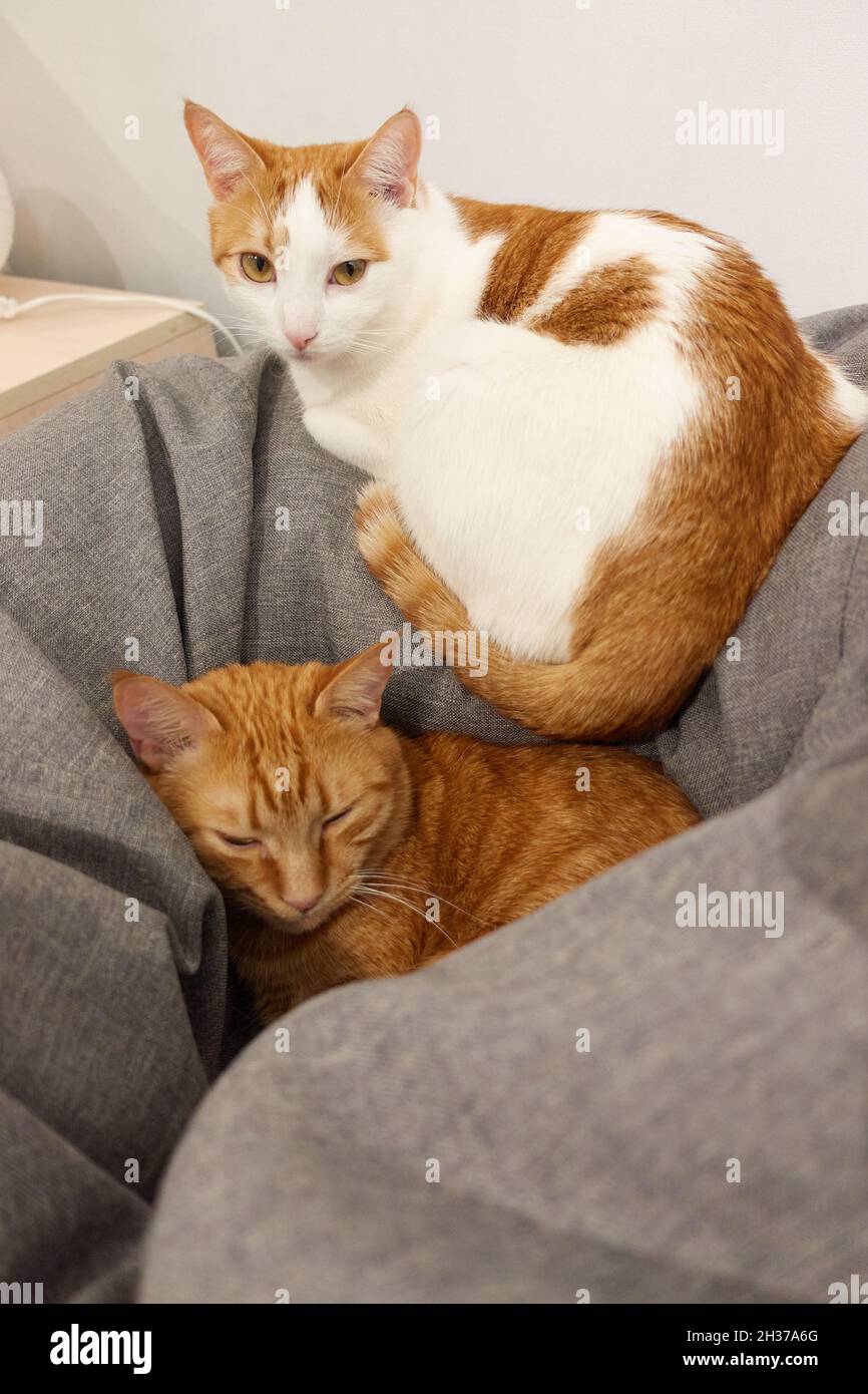 Closeup adorable feline concept. Two domesticated cats relax or rest concept. Cute lazy ginger tabby and white-red cat comfortably sleeps on a gray beanbag. High quality vertical photo Stock Photo