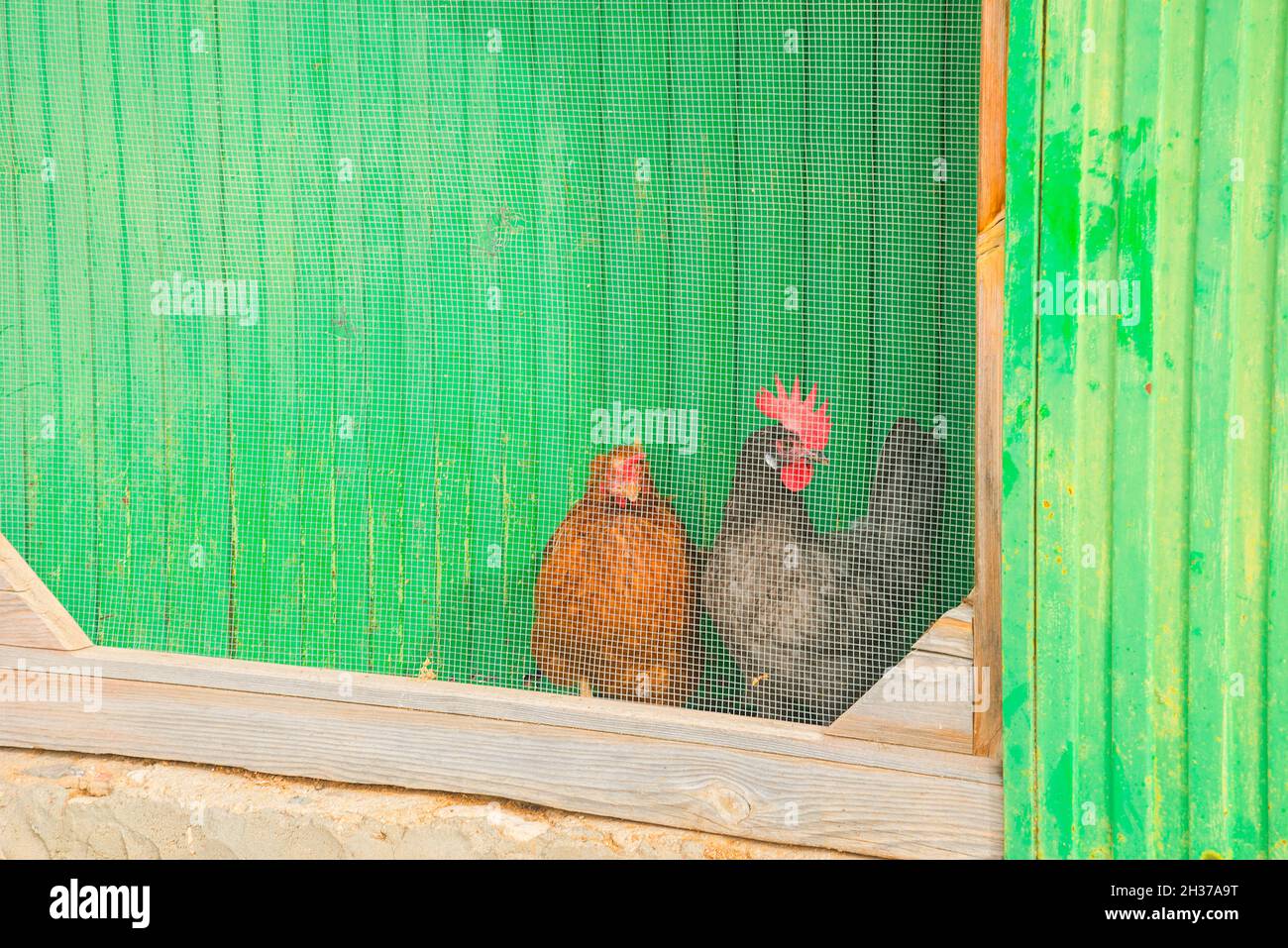Hens behind a wire netting in the henhouse. Stock Photo