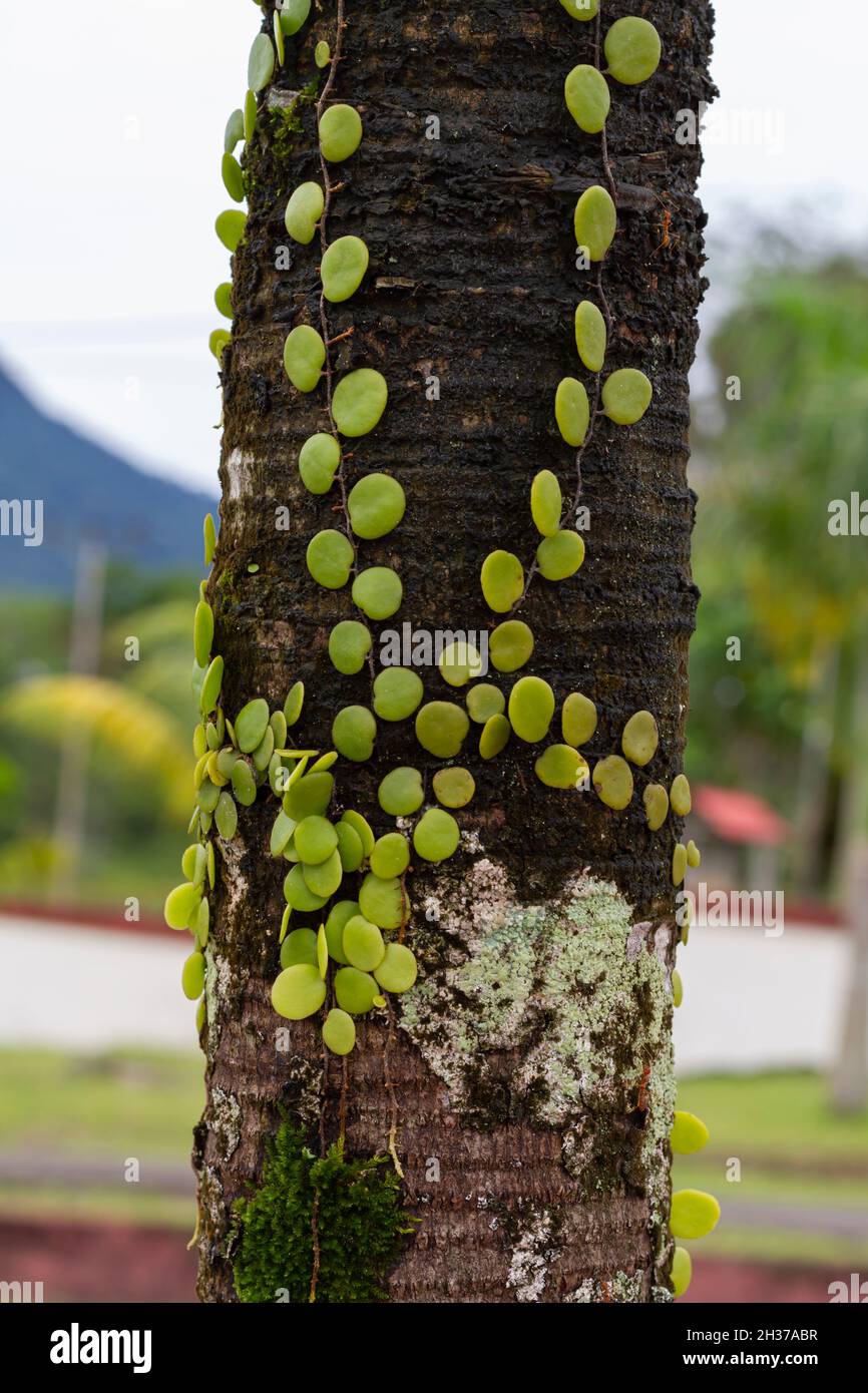 Parasitic plant from the PAKIS family and lives on tree trunks its called Pyrrosia piloselloides Stock Photo
