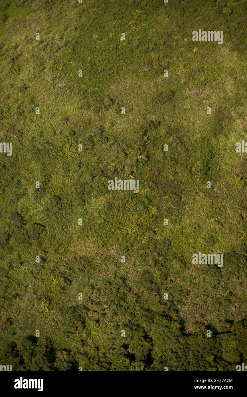 Aerial view of green forest. High quality photo Stock Photo - Alamy