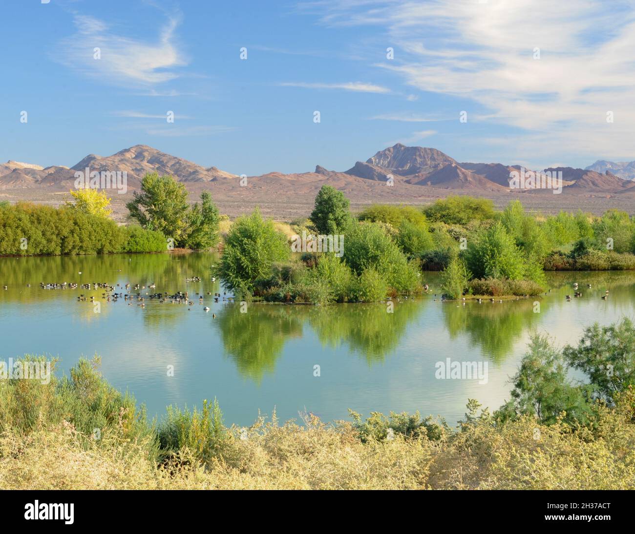 Henderson Bird Viewing Preserve, Henderson, NV Stock Photo Alamy