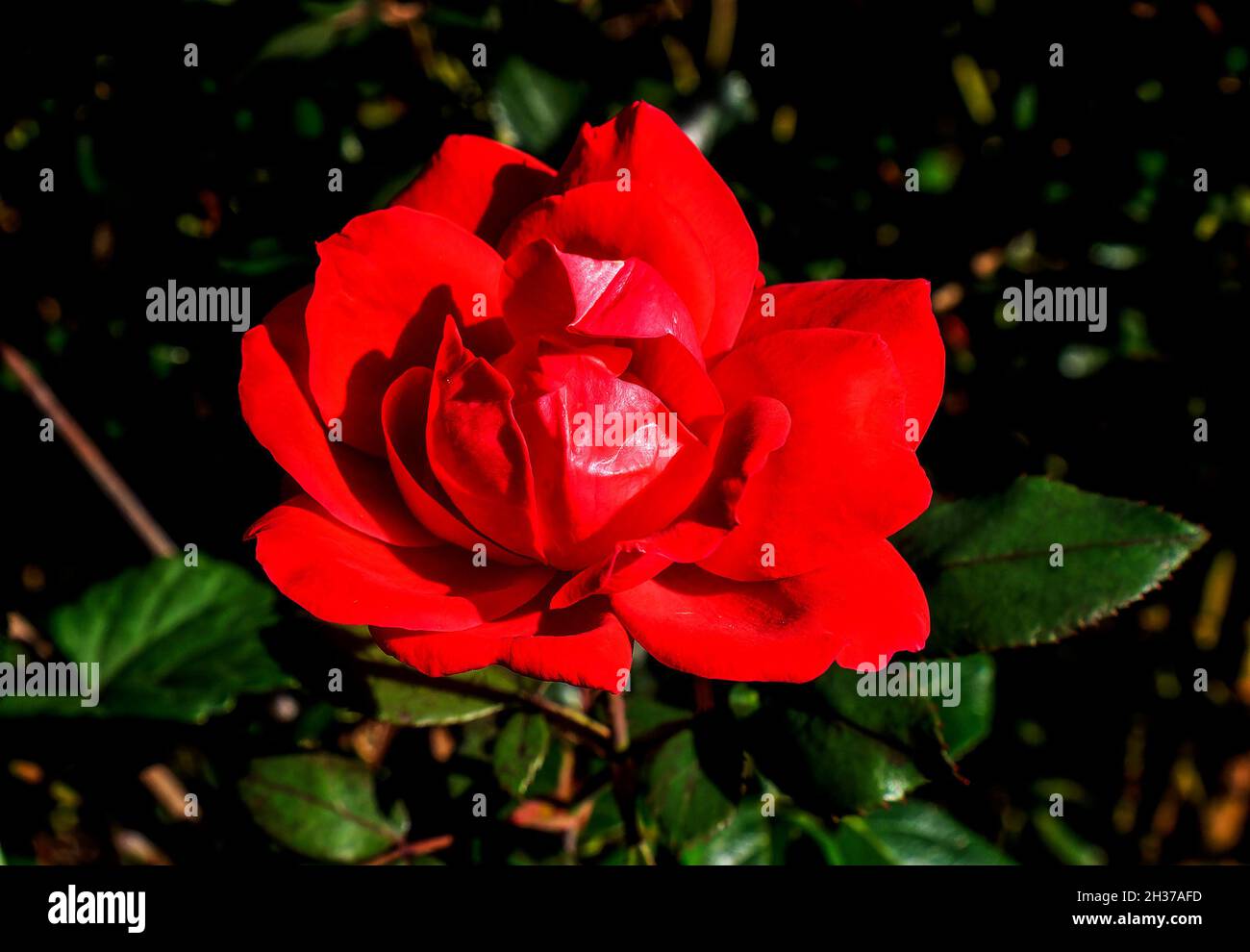 Scarlet red rose in Autumn bloom Stock Photo