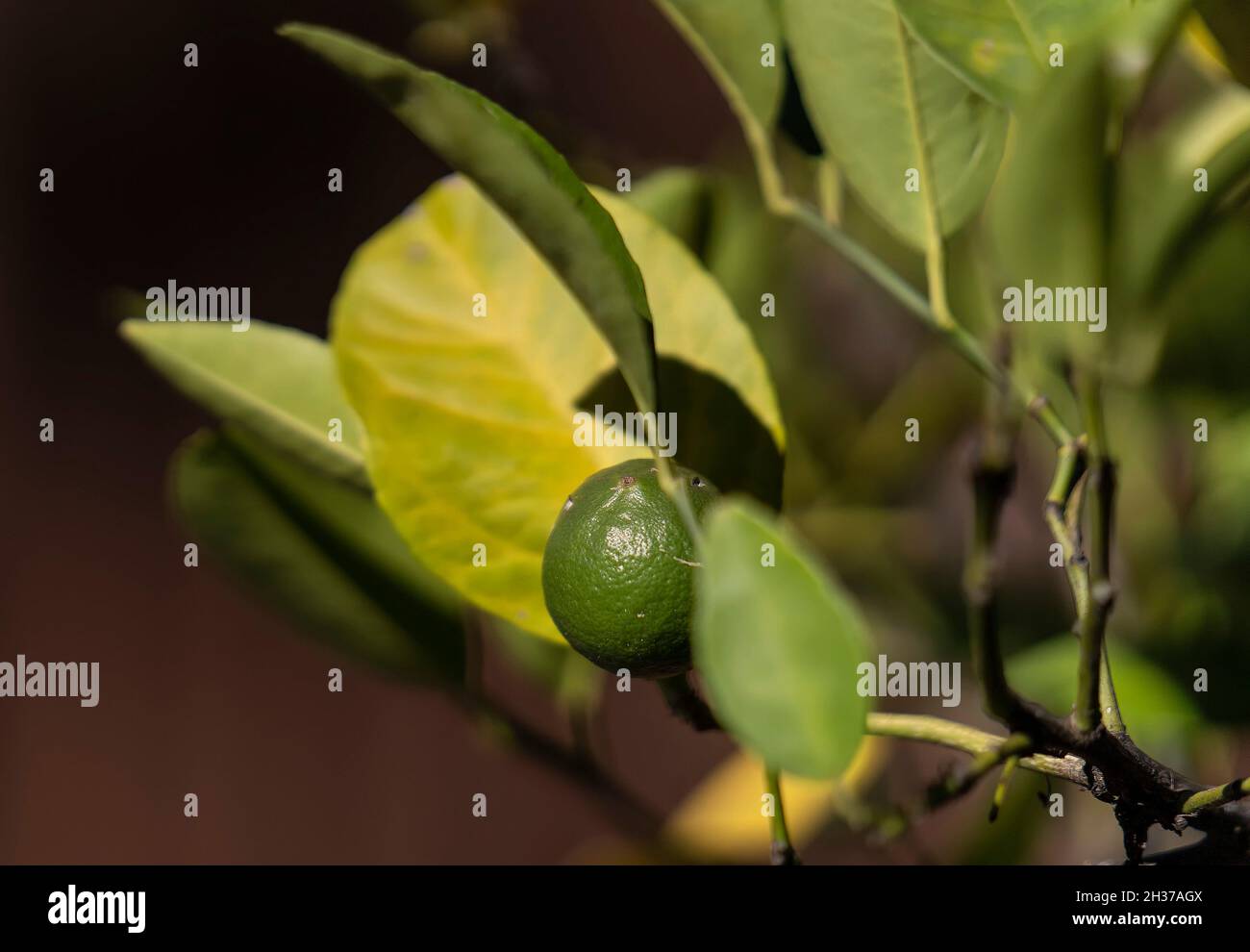 Lemontree in full bloom Stock Photo Alamy