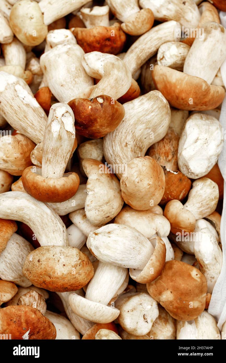 The texture of fresh, just picked edible porcini mushrooms piled in a heap. Close-up. Stock Photo