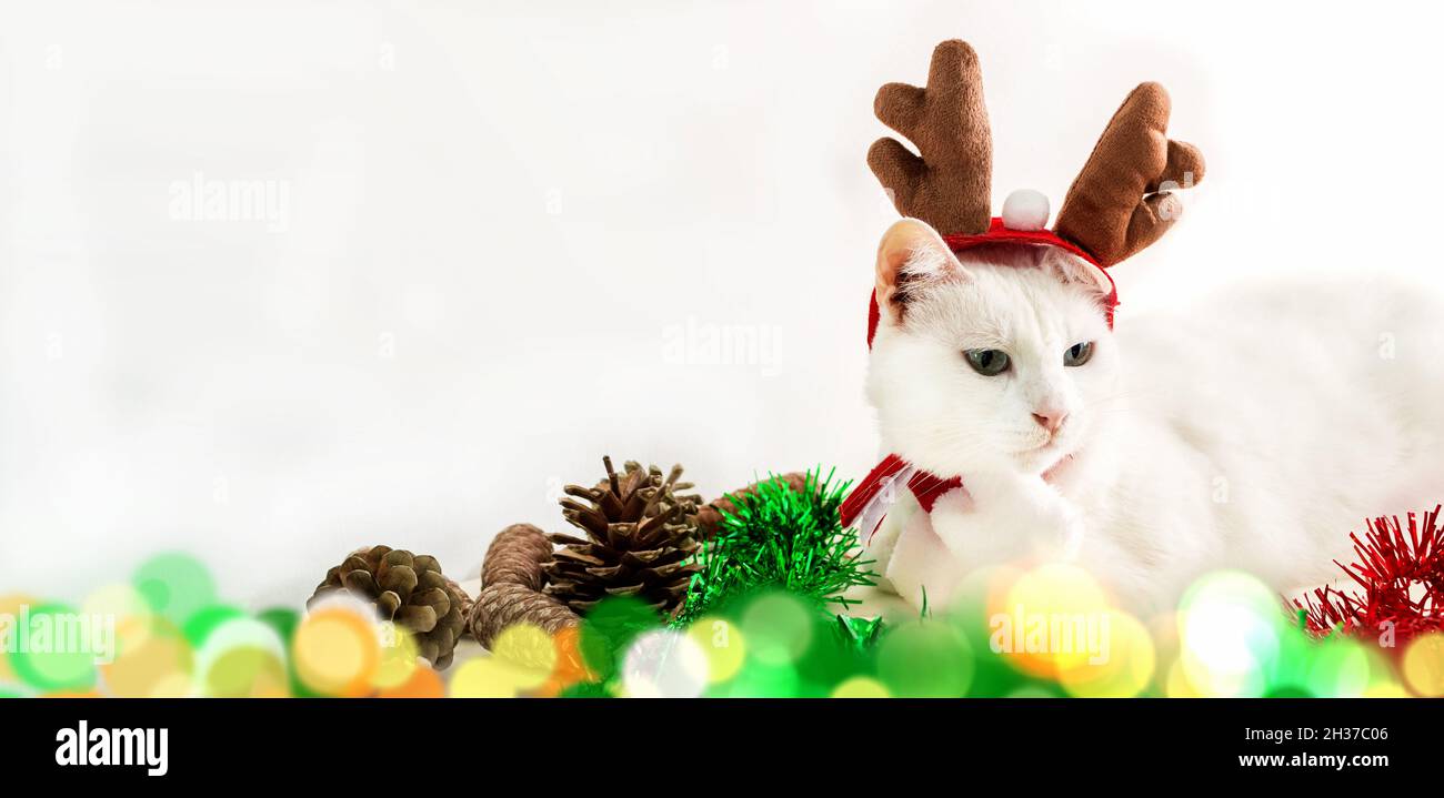 cat christmas antlers