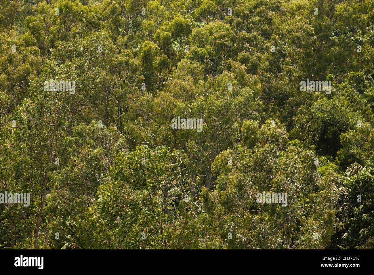 Aerial view of green forest. High quality photo Stock Photo - Alamy