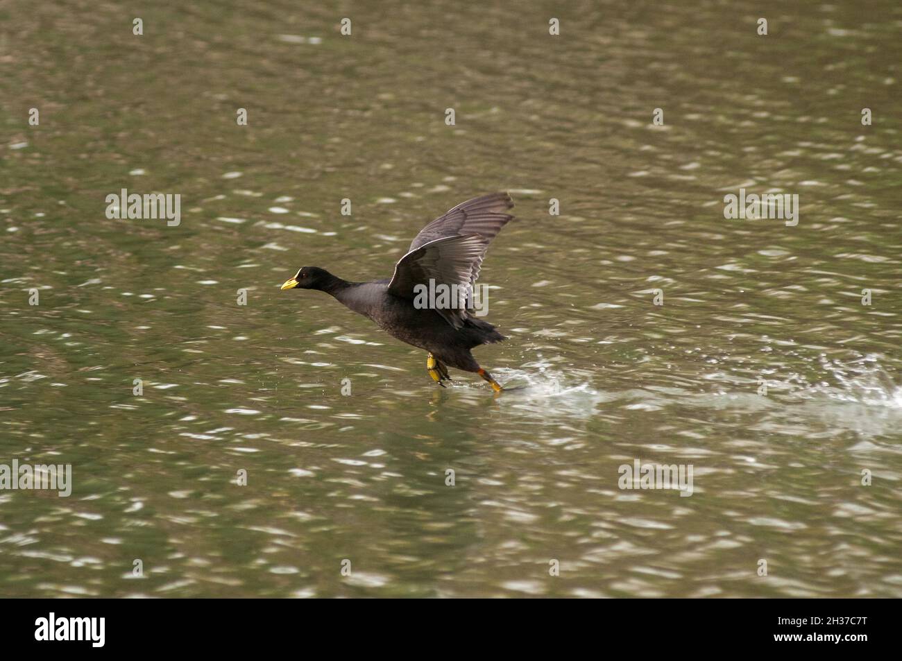 Red-gartered Coot (Fulica armillata) in Buenos Aires, Argentina Stock Photo