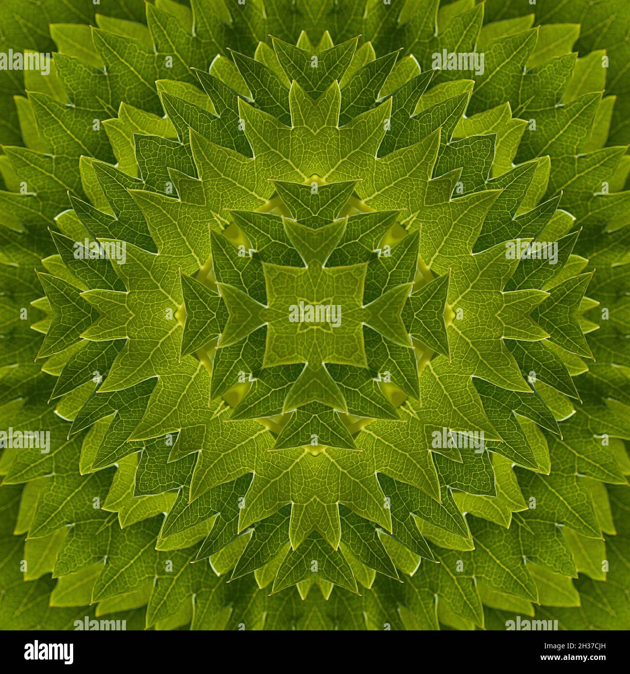 Kaleidoscope of green leaves Stock Photo