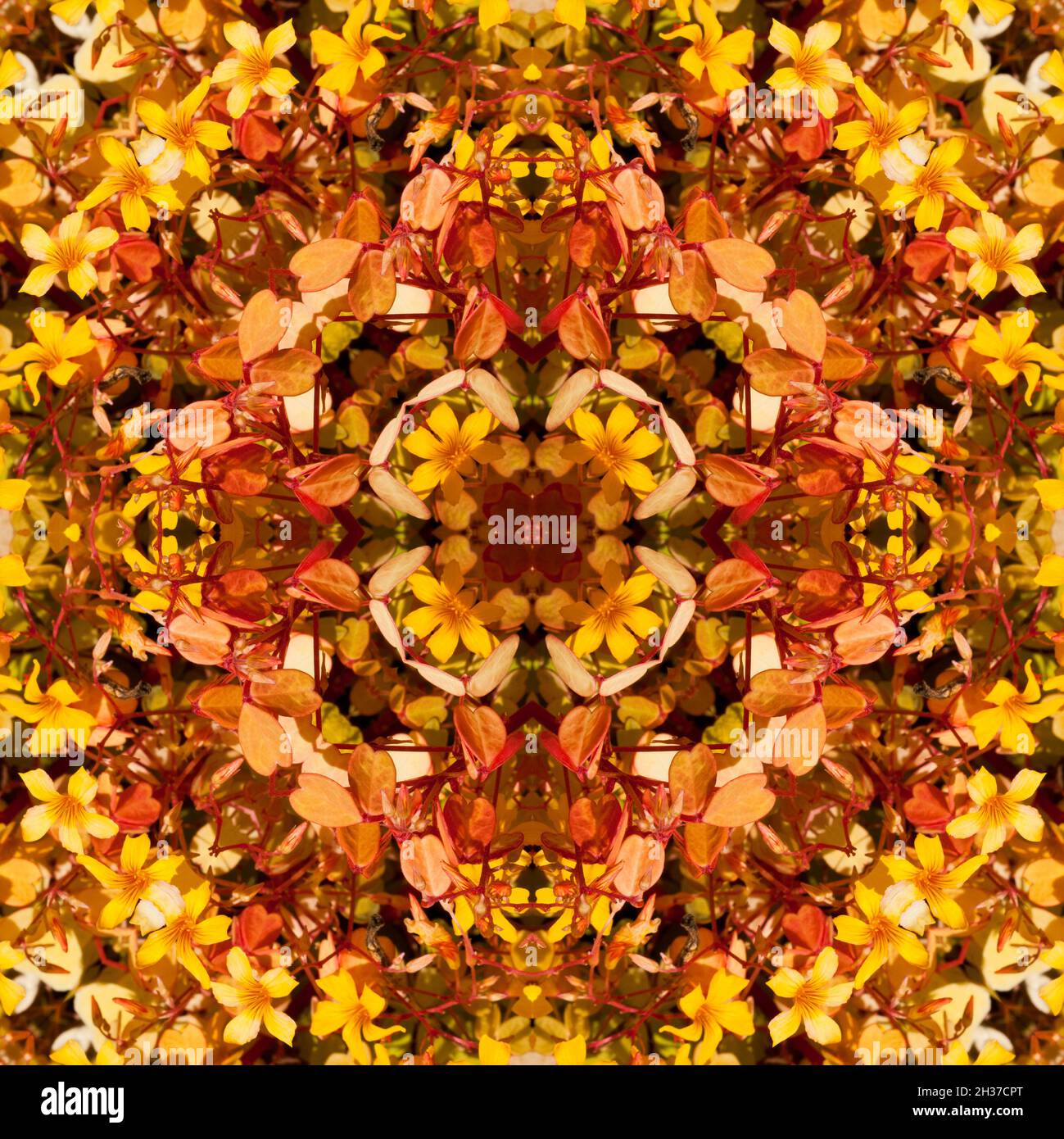 Kaleidoscope of small yellow floewrs with heart shaped leaves Stock Photo