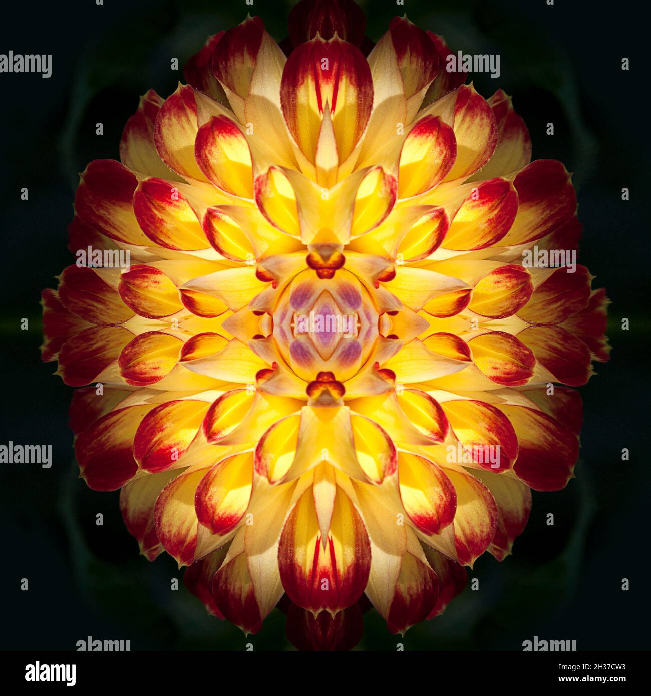 Kaleidoscope of a Dahlia flower Stock Photo