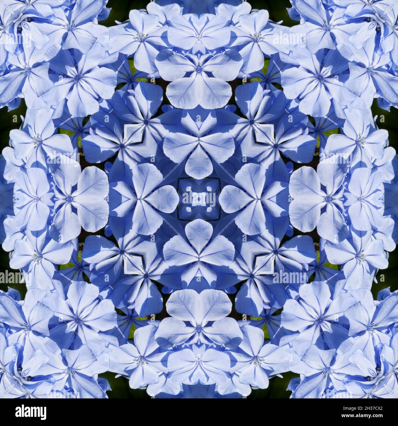 Kaleidoscope of pale blue flowers Stock Photo