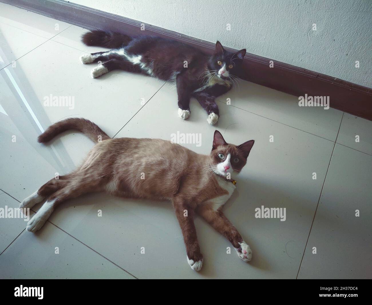 two cats cat watching over here Stock Photo