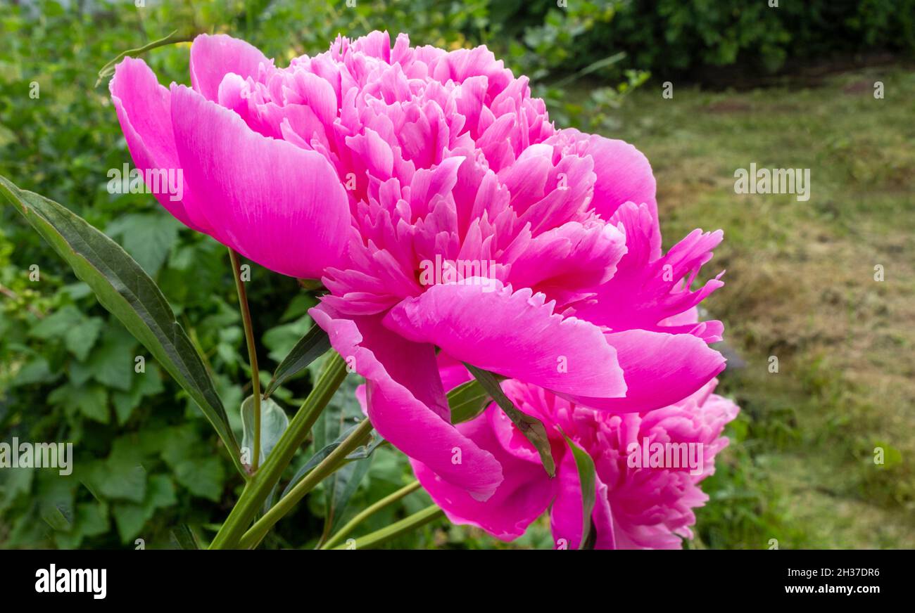 Pink peony flowers in sunny weather in the garden Stock Photo - Alamy