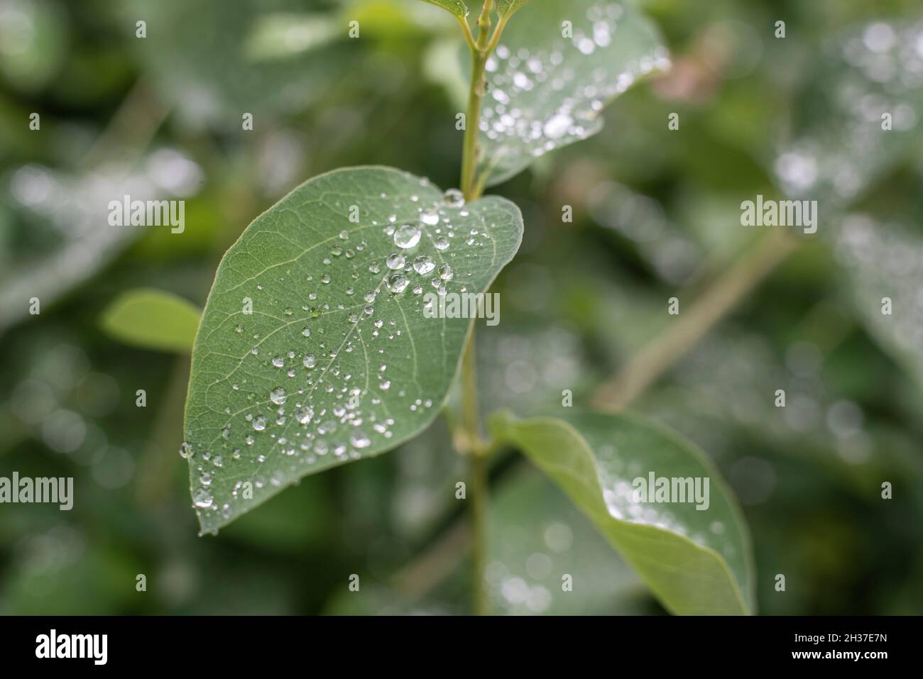 close-up of the leaf of a snowberry shrub with shimmering rain drops Stock Photo