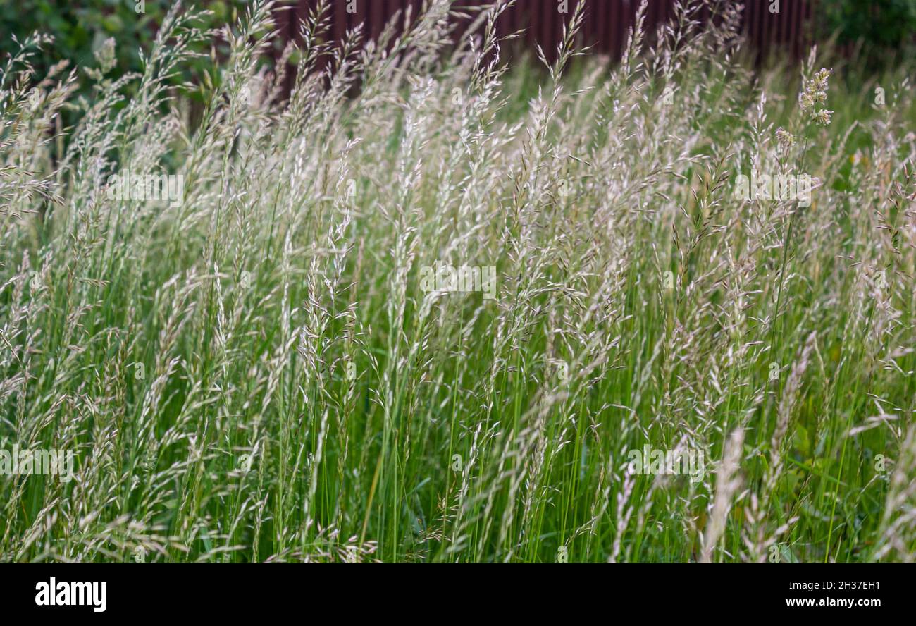 Lolium perenne or perennial ryegrass, Italian ryegrass Stock Photo
