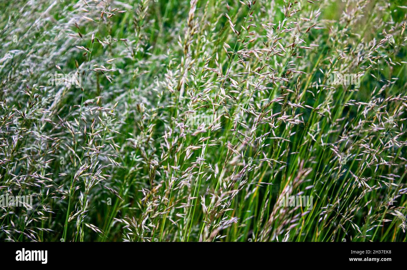 Flower of white Sweet grass Hierochloe odorata for good background idea. Stock Photo