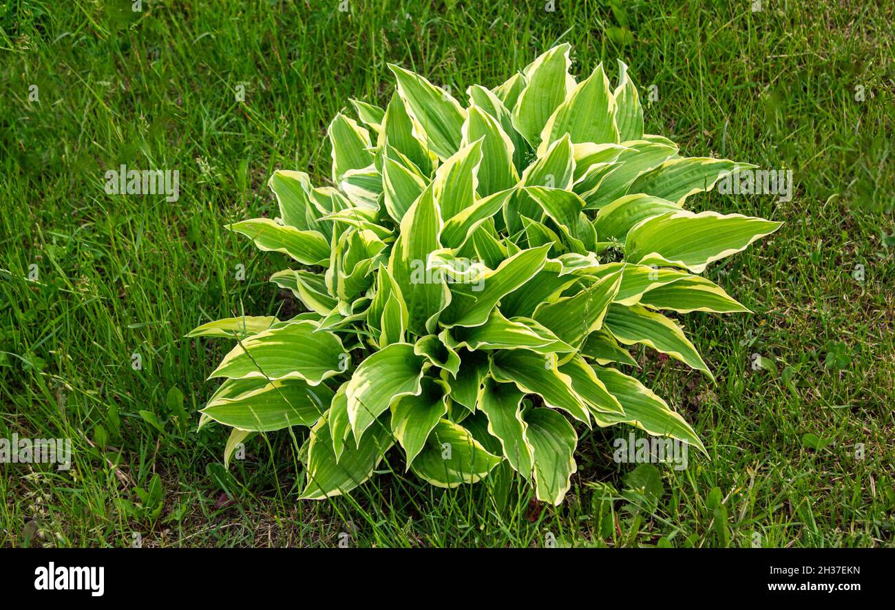 Close up of the leaves of the Hosta 'Patriot' Stock Photo