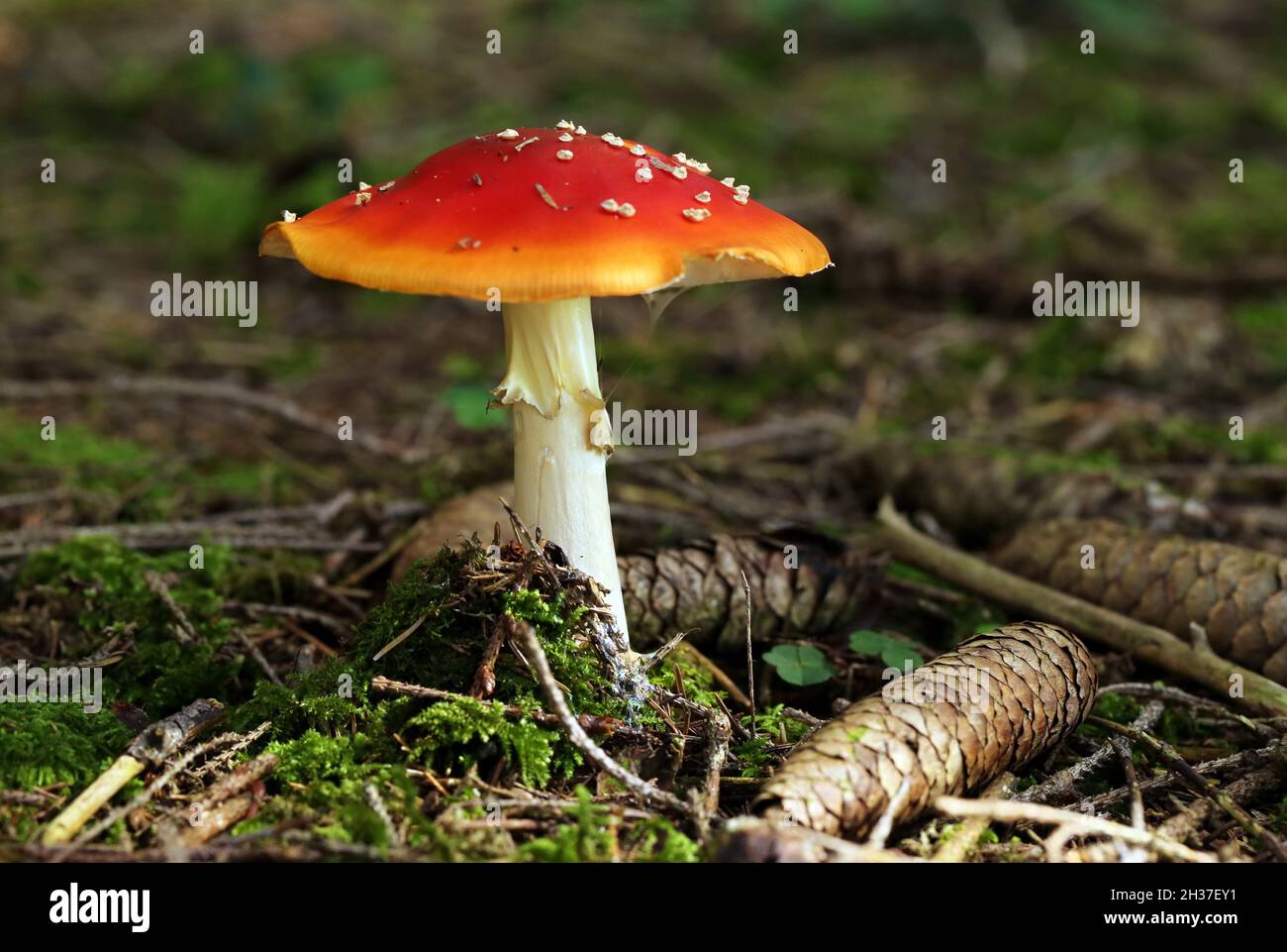 Beautiful toadstool with pine cones in forest Stock Photo