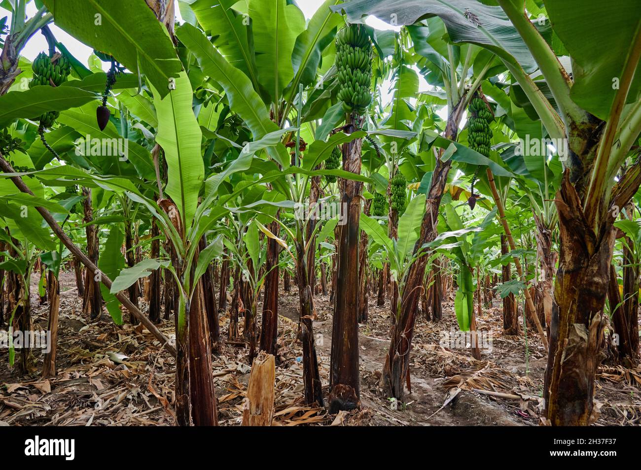 Banana plantation during a village walk in Mto wa Mbu, Tanzania, Africa Stock Photo