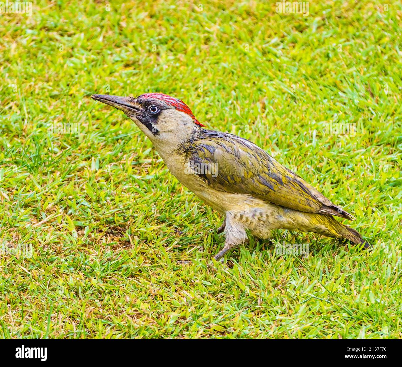 Adult Green Woodpecker Feeding in Cotswolds Garden Stock Photo Alamy