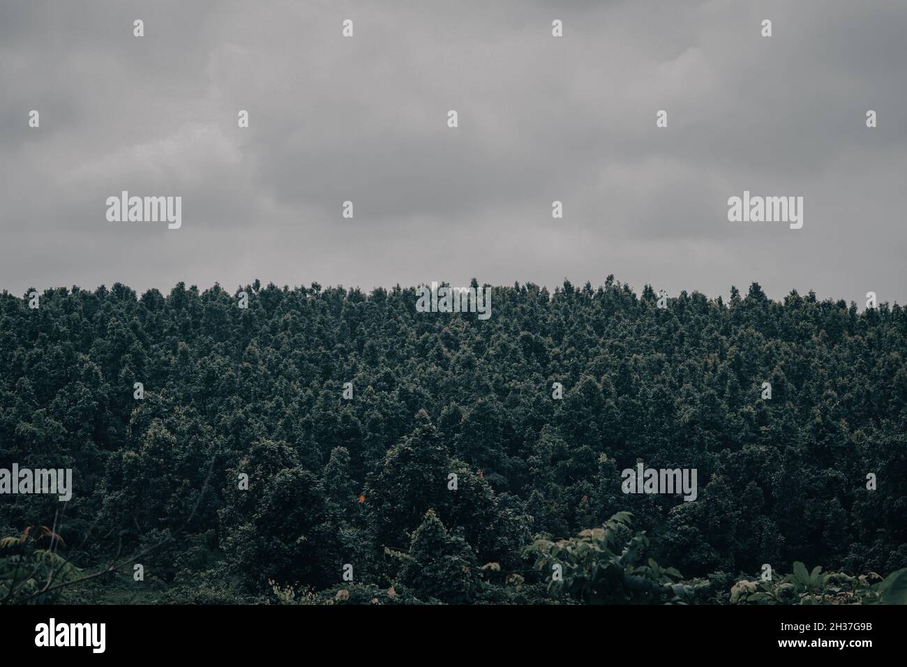 Green dense forest on a gloomy day Stock Photo - Alamy