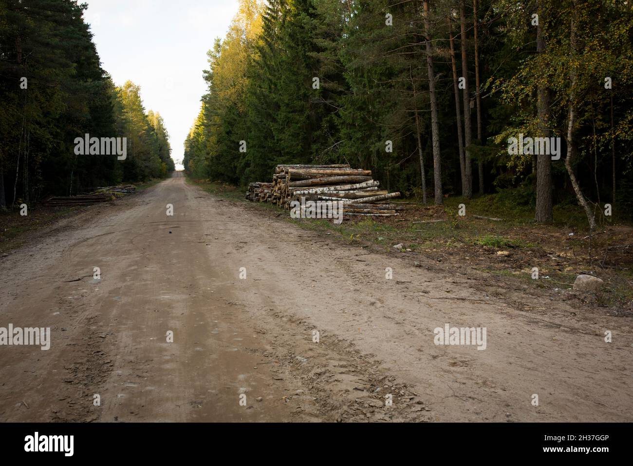 Log Stacks Along The Forest Road Forest Pine And Spruce Trees Log Trunks Pile The Logging