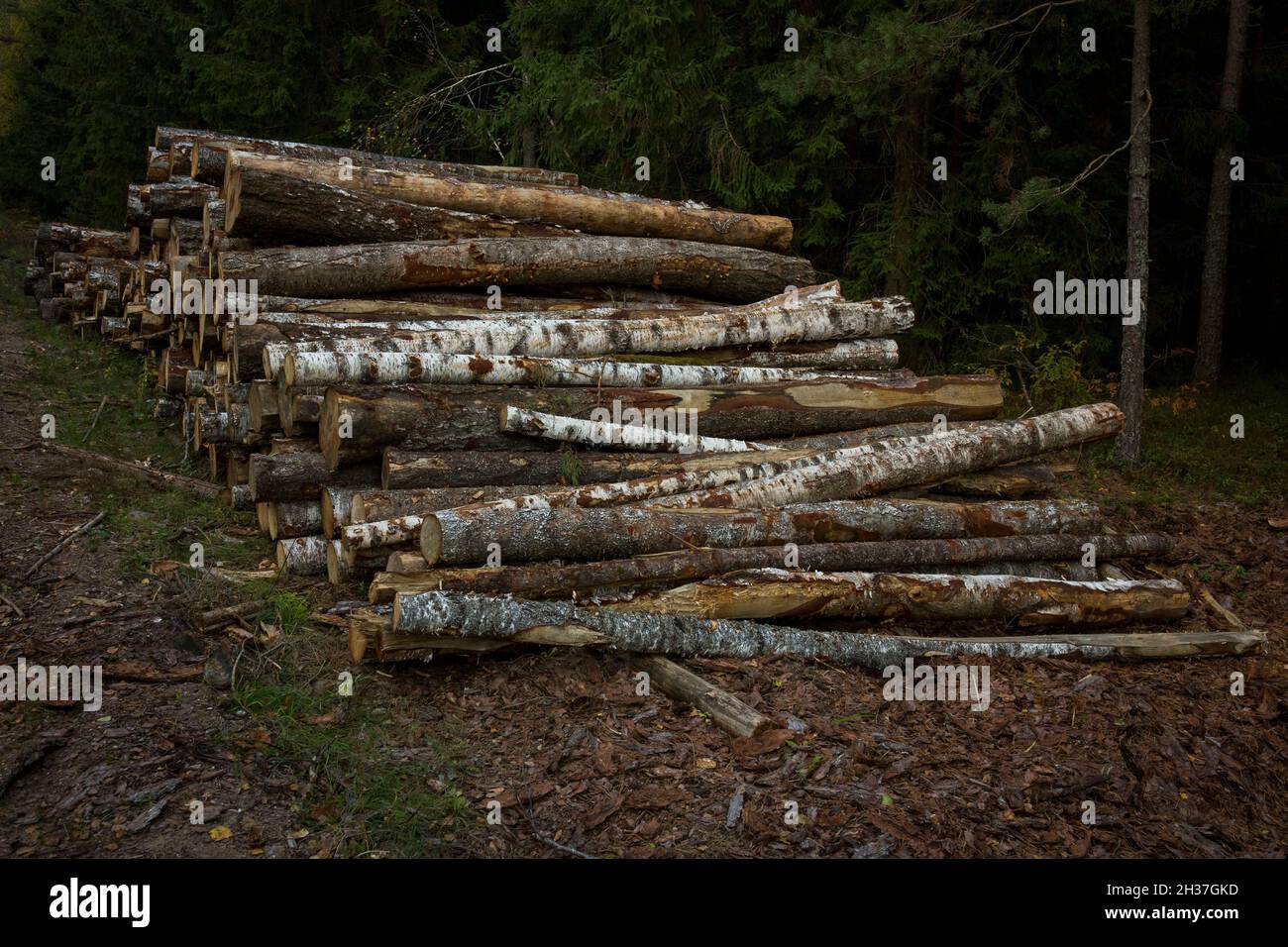 Log stacks along the forest road. Forest pine and spruce trees. Log trunks pile, the logging timber wood industry. Stock Photo