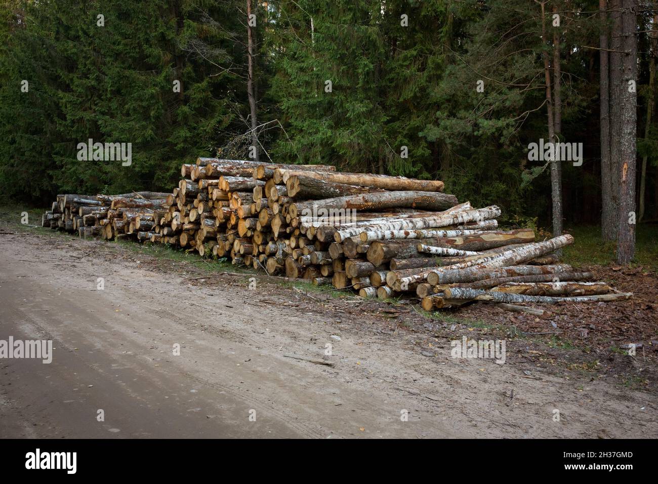 Log stacks along the forest road. Forest pine and spruce trees. Log trunks pile, the logging