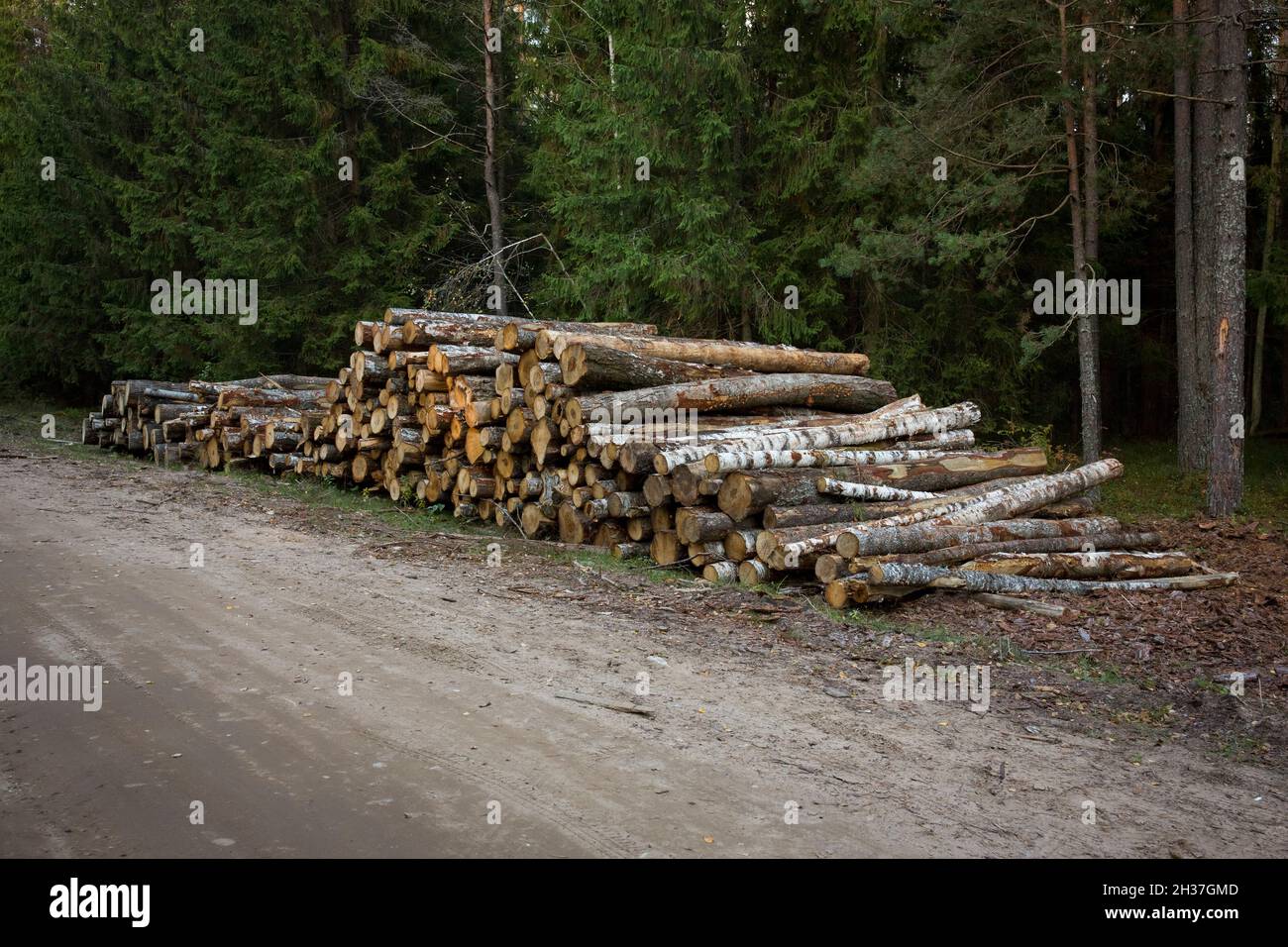 Log stacks along the forest road. Forest pine and spruce trees. Log trunks pile, the logging timber wood industry. Stock Photo