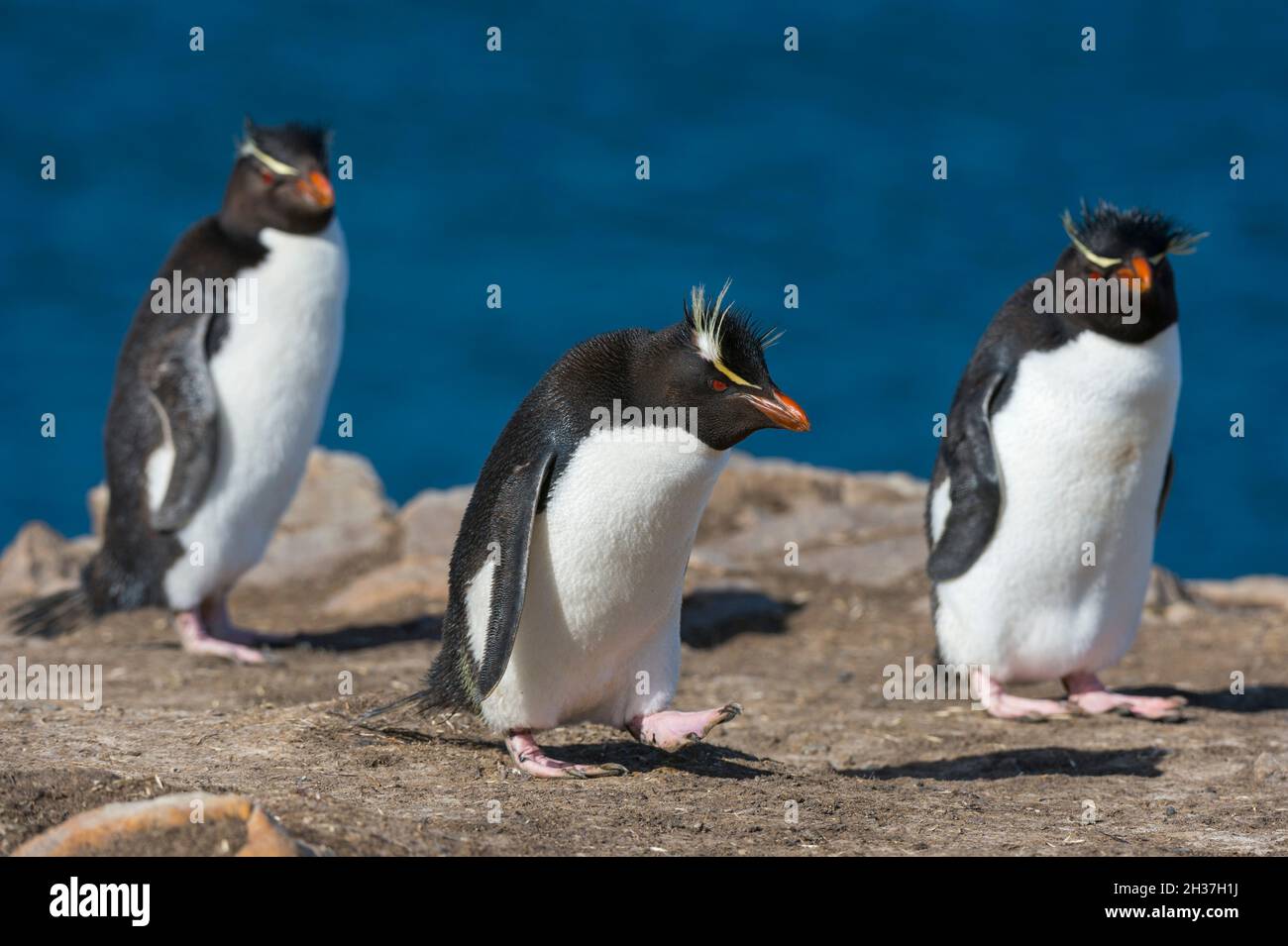 Three rockhopper penguins, Eudyptes chrysocome, on a cliff. Pebble Island, Falkland Islands Stock Photo