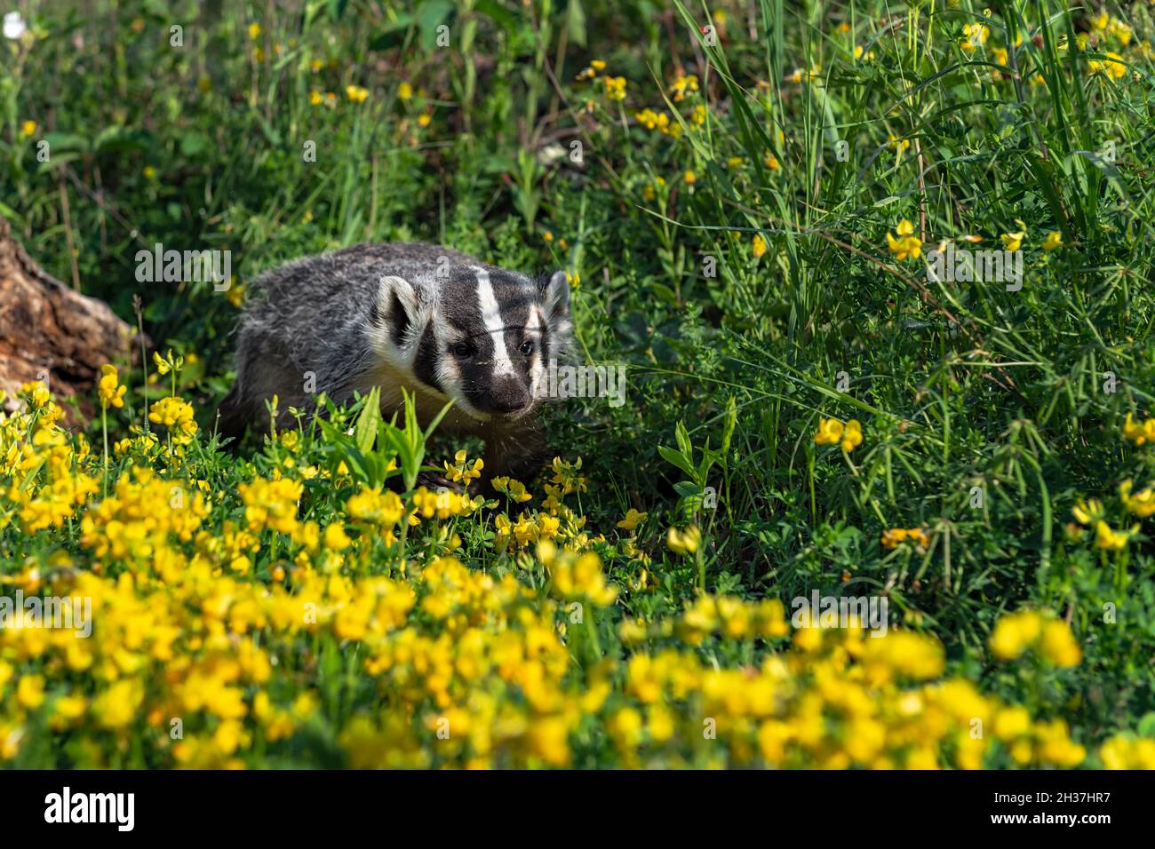 North American Badger (Taxidea taxus) Cub Walks Right Through Weeds and ...