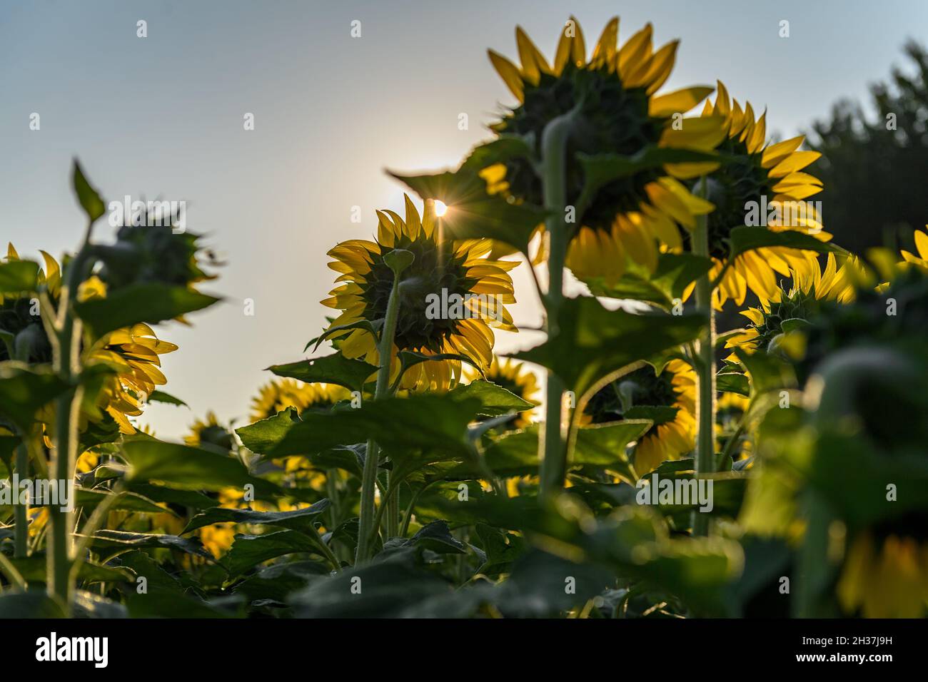Sunflowers with sun behind hires stock photography and images Alamy