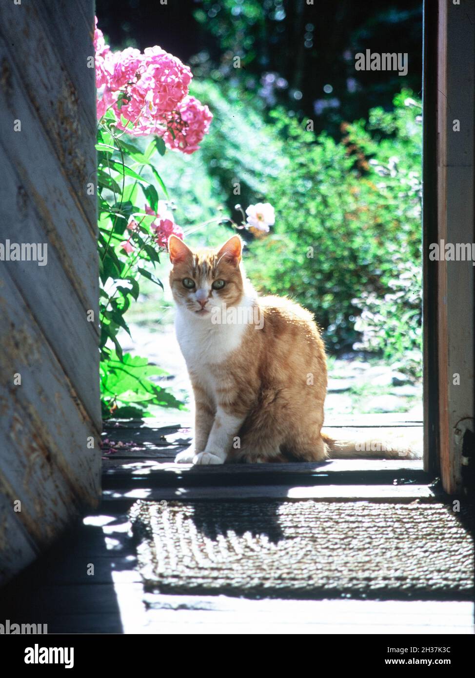 Cat sitting in sunny doorway photo Bo Arrhed Stock Photo Alamy