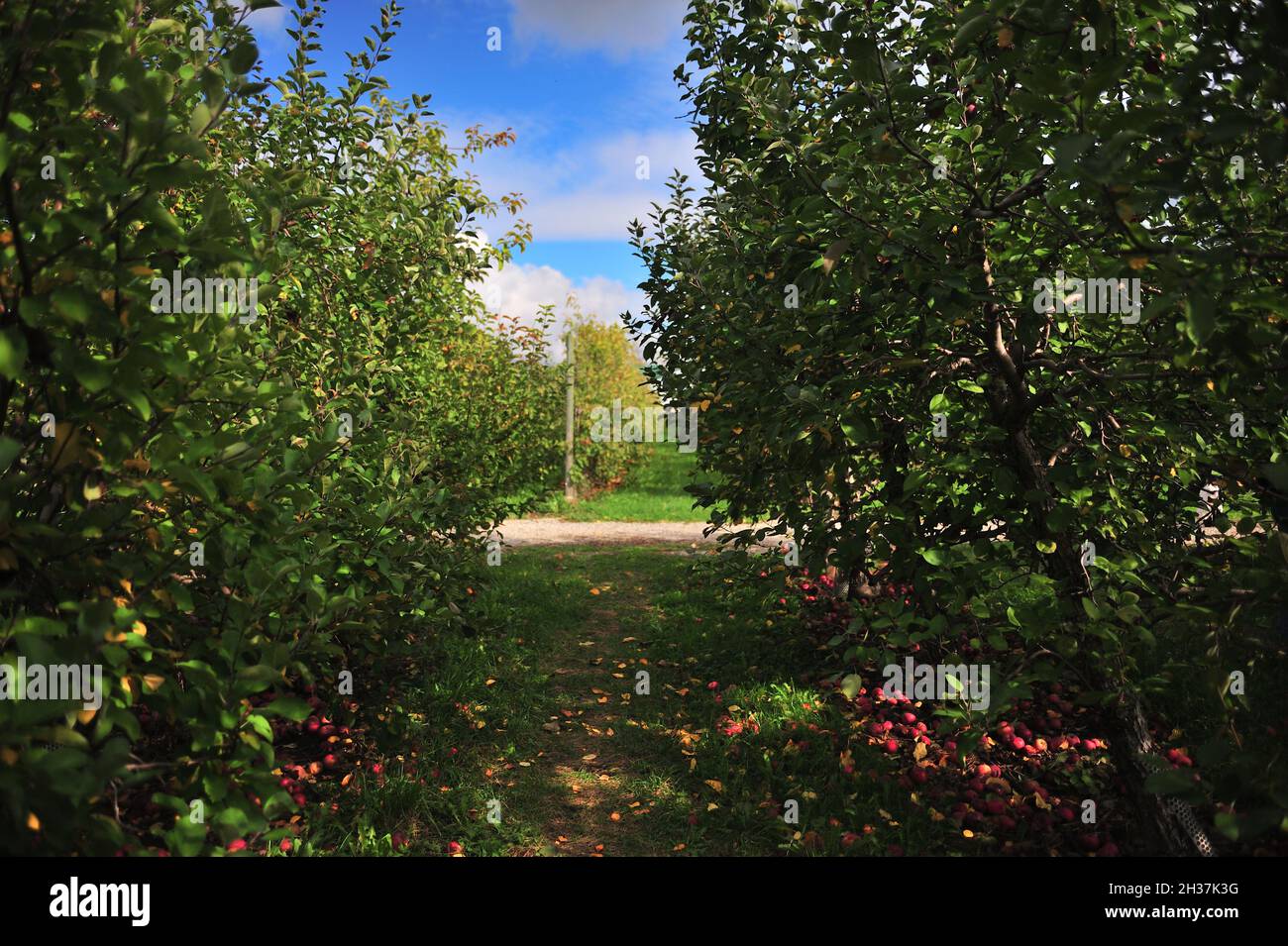 Apple picking during fall, Hemmingford, QC Stock Photo Alamy