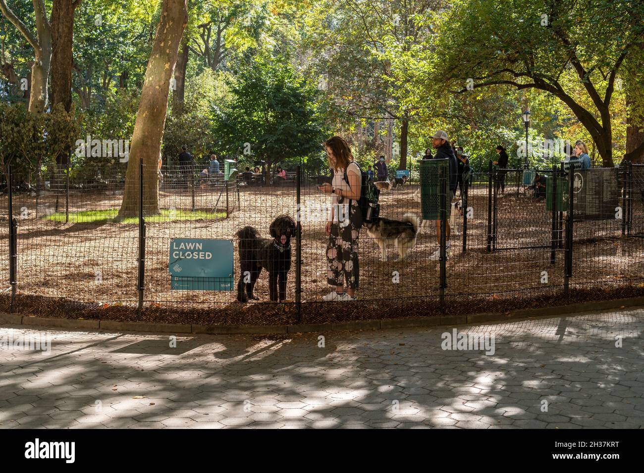 Temporary dog run top