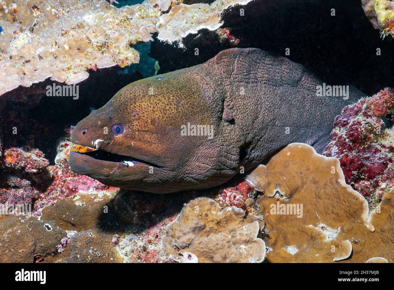 Giant Moray eel on the coral reef of Thailand Stock Photo - Alamy