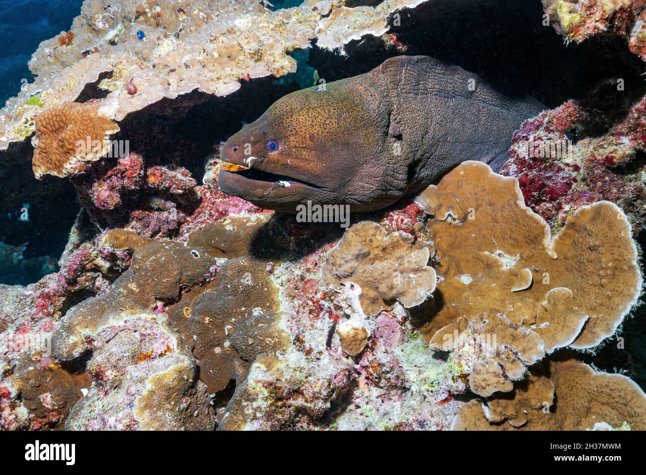 Giant Moray eel on the coral reef of Thailand Stock Photo Alamy