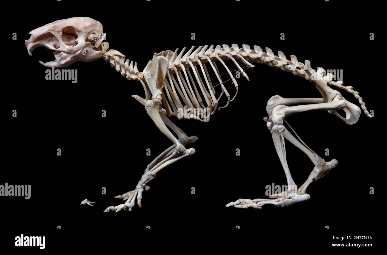 Capybara Skeleton, Hydrochoerus hydrochaeris Stock Photo